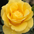 Sárga - Virágágyi floribunda rózsa - Goldbeet